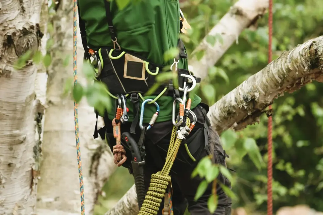 Close view of a professional arborist harness with matched ropes, carabiners and climbing hardware