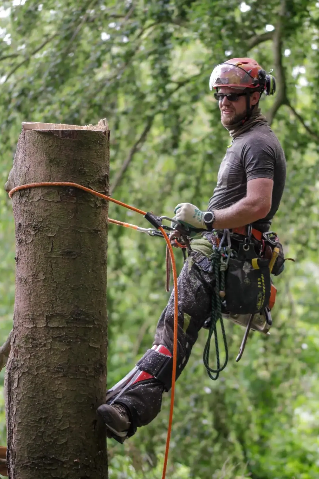 Professional arborist advancing his climbing line in a mature broadleaf tree