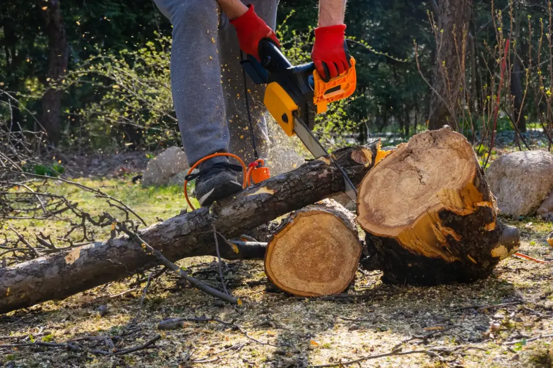 Instructor demonstrating safe chainsaw handling to a trainee in woodland