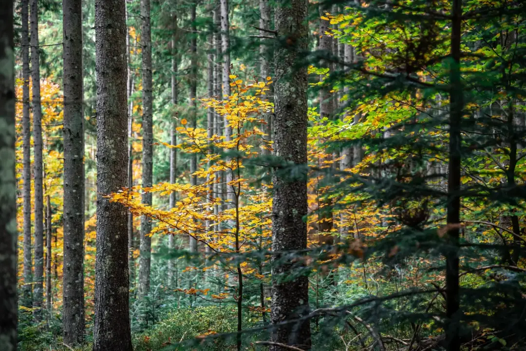 Mixed woodland with autumn leaves among tall tree trunks